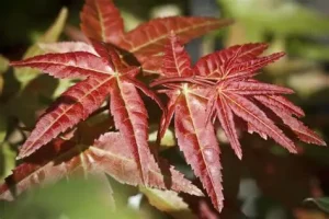 Acer palmatum 'Beni-Maiko' – Japán juhar 40+cm