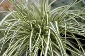 Carex oshimensis 'Evergold' - Sás 9x9