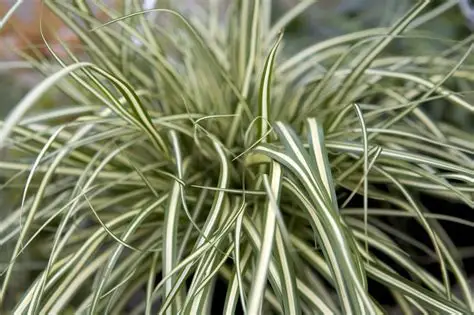 Carex oshimensis 'Evergold' - Sás 9x9
