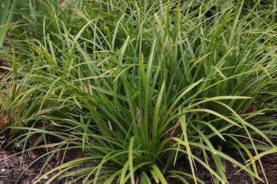 Carex morrowii 'Mosten' - Japán sás 9x9