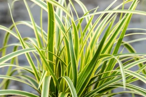 Carex morrowii 'Vanilla Ice' – Sás 9x9