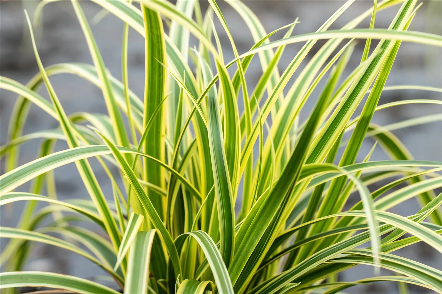 Carex morrowii 'Vanilla Ice' – Sás 9x9