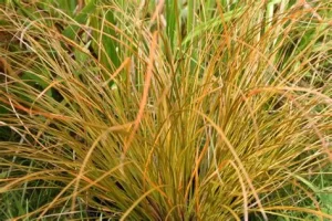 Carex testacea 'Prairie Fire' – Narancsos sás 9x9