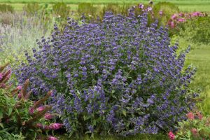 Caryopteris x clandonensis 'Emerald Crest' - Angol kékszakáll D14