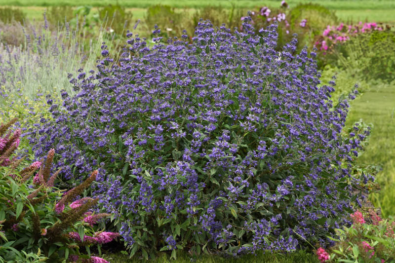Caryopteris x clandonensis 'Emerald Crest' - Angol kékszakáll D14