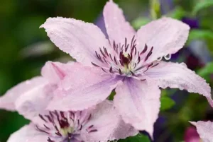 Clematis 'Hagley Hybrid' - Klematisz 60cm