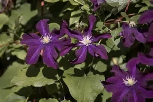 Clematis 'Dark Violet' - Klematisz 60 cm