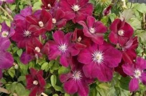 Clematis 'Rouge Cardinal' - Bíborpiros klematisz 60cm
