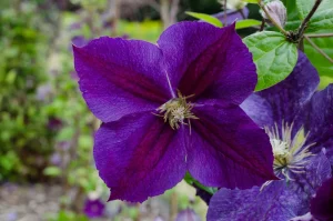 Clematis 'Star of India' - Klematisz 60cm