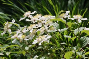 Clematis ' Wilsonii ' - Klematisz 60cm
