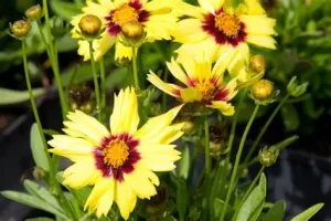 Coreopsis grandiflora Andiamo 'Yellow Red' – Nagyfészkű menyecskeszem D14