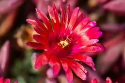 Delosperma nubigenum 'Desert Dancers Red' - Délvirág 9x9