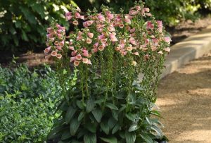 Digitalis purpurea 'Artic Fox Rose' - Gyűszűvirág D14