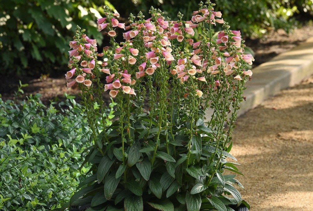 Digitalis purpurea 'Artic Fox Rose' - Gyűszűvirág D14