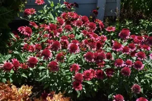 Echinacea ‘Sunny Days Ruby’ – Kasvirág D14