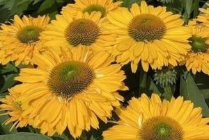 Echinacea 'SunSeekers Golden Sun' – Kasvirág D14