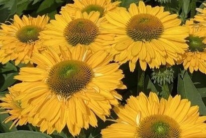 Echinacea 'SunSeekers Golden Sun' – Kasvirág D14