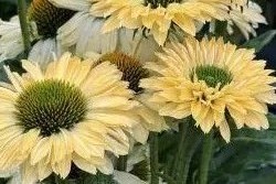 Echinacea 'SunSeekers Limoncello' - Kasvirág D14