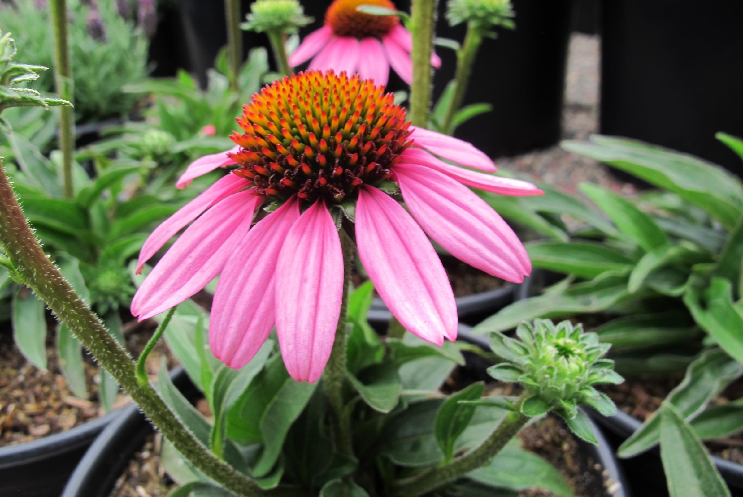 Echinacea 'Sunseekers Pink Grapefruit' - Kasvirág D14