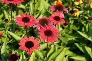 Echinacea 'SunSeekers Pomegranate' - Kasvirág D14