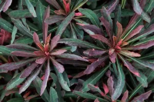Euphorbia 'Miner's Merlot' - Kutyatej D14