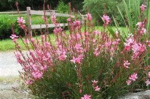 Gaura lindheimeri 'Everlast Light Pink' - Díszgyertya D14