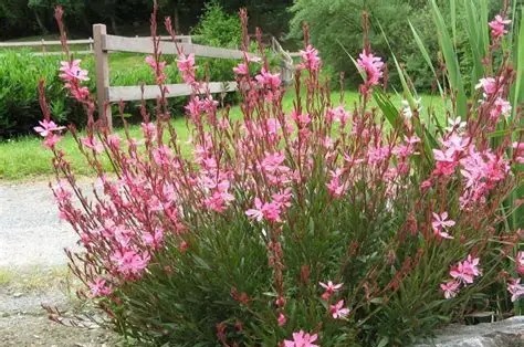 Gaura lindheimeri 'Everlast Light Pink' - Díszgyertya D14