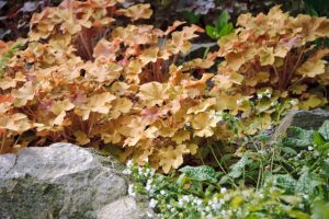 Heuchera 'Caramel' - Tűzeső D14