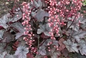 Heuchera 'Silverberry' – Tűzeső D14