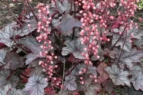 Heuchera 'Silverberry' – Tűzeső D14