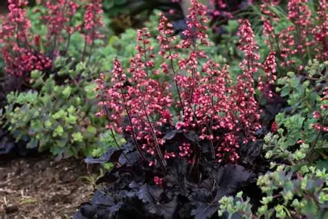 Heuchera ‘Timeless Night’ – Tűzgyöngyvirág D14