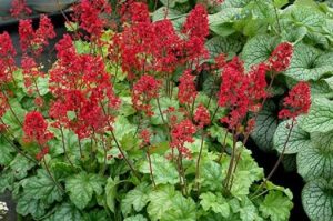 Heuchera 'Tokyo' – Tűzeső D14