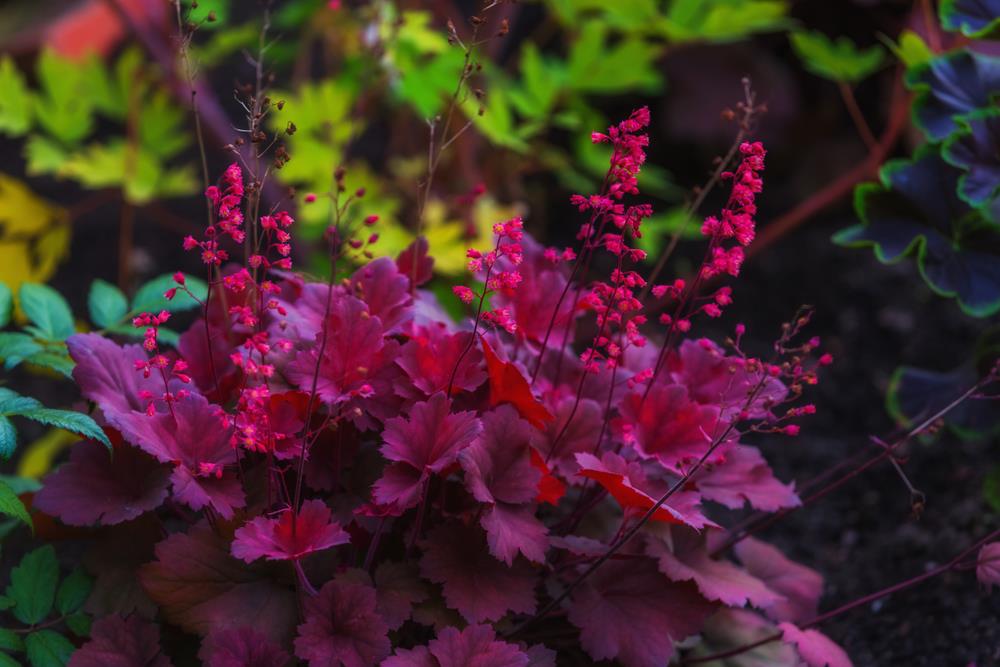 Heuchera hybrid 'Wild Rose' – Tűzeső D14