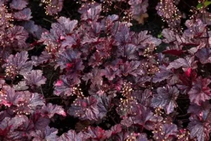 Heuchera 'Wildberry' - Tűzeső D14