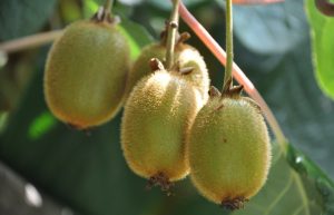 Actinidia deliciosa 'Jenny' - Kivi 30-40 cm