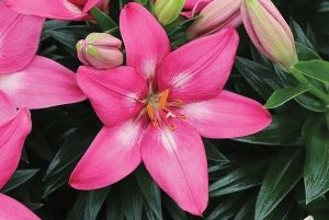Lilium asiatic 'Rozalynn' – Ázsiai liliom D14
