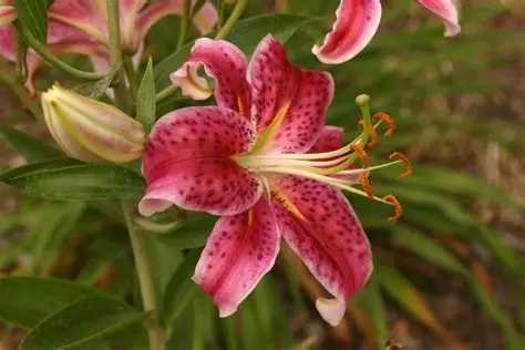 Lilium 'Star Gazer' - Keleti liliom D14