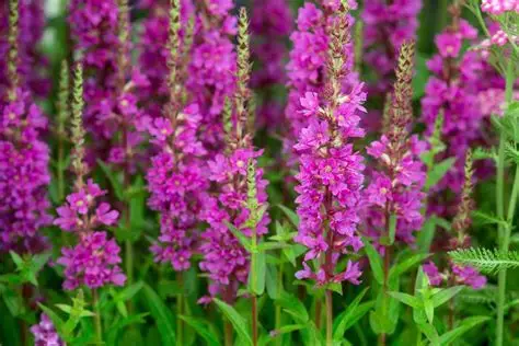 Lythrum 'Flothrum Robin' - Réti füzény D14