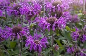 Monarda 'Balmy Lilac' – Méhbalzsam D14