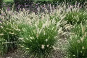 Pennisetum alopecuroides 'Hameln' - Kínai tollborzfű, lámpatisztítófű 9x9
