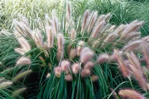 Pennisetum alopecuroides 'Red Head' – Tollborzfű 9x9