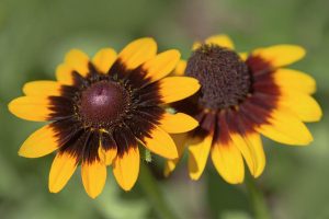 Rudbeckia hirta 'Sonora' - Borzas kúpvirág K3