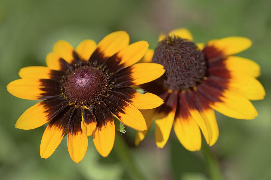 Rudbeckia hirta 'Sonora' - Borzas kúpvirág K3