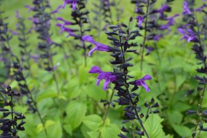 Salvia 'Rockin Deep Purple' - Zsálya K2