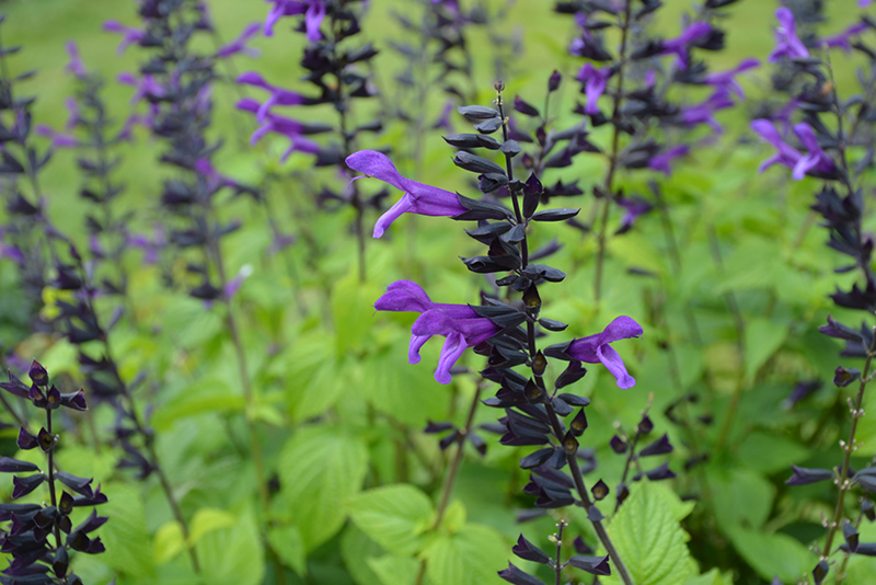 Salvia 'Rockin Deep Purple' - Zsálya K2