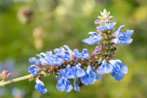 Salvia uliginosa – Mocsári zsálya D14