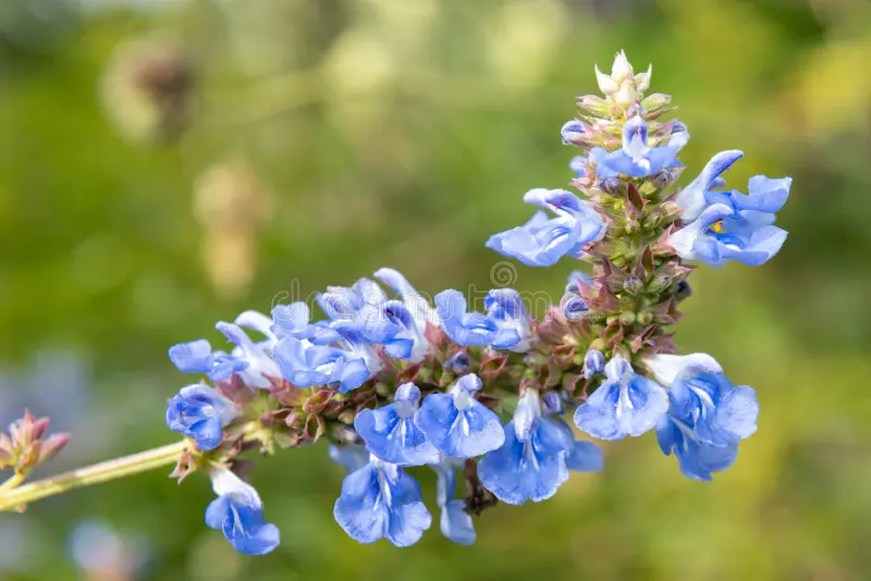 Salvia uliginosa – Mocsári zsálya D14