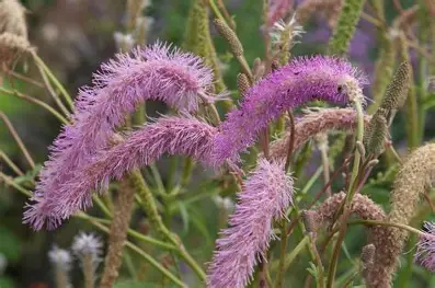 Sanguisorba hakusanensis 'Lilac Squirrel' - Japán őszi vérfű D14