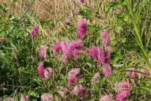 Sanguisorba officinalis 'Pink Tanna' – Őszi vérfű 9x9