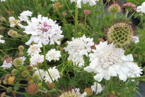 Scabiosa columbaria 'Atalanta White' - Ördögszem D14